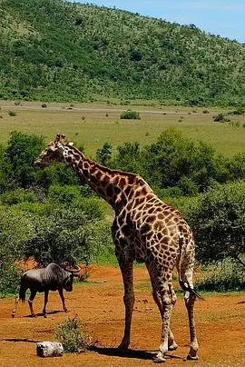 《了不起的非洲公园 第一季》：不止是纪录片，更是生命的壮丽史诗，非洲野性的呼唤！